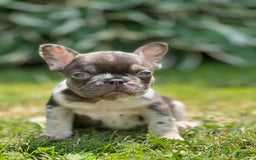 French Bulldog dogs for sale: Chocolate Merle - Image 2