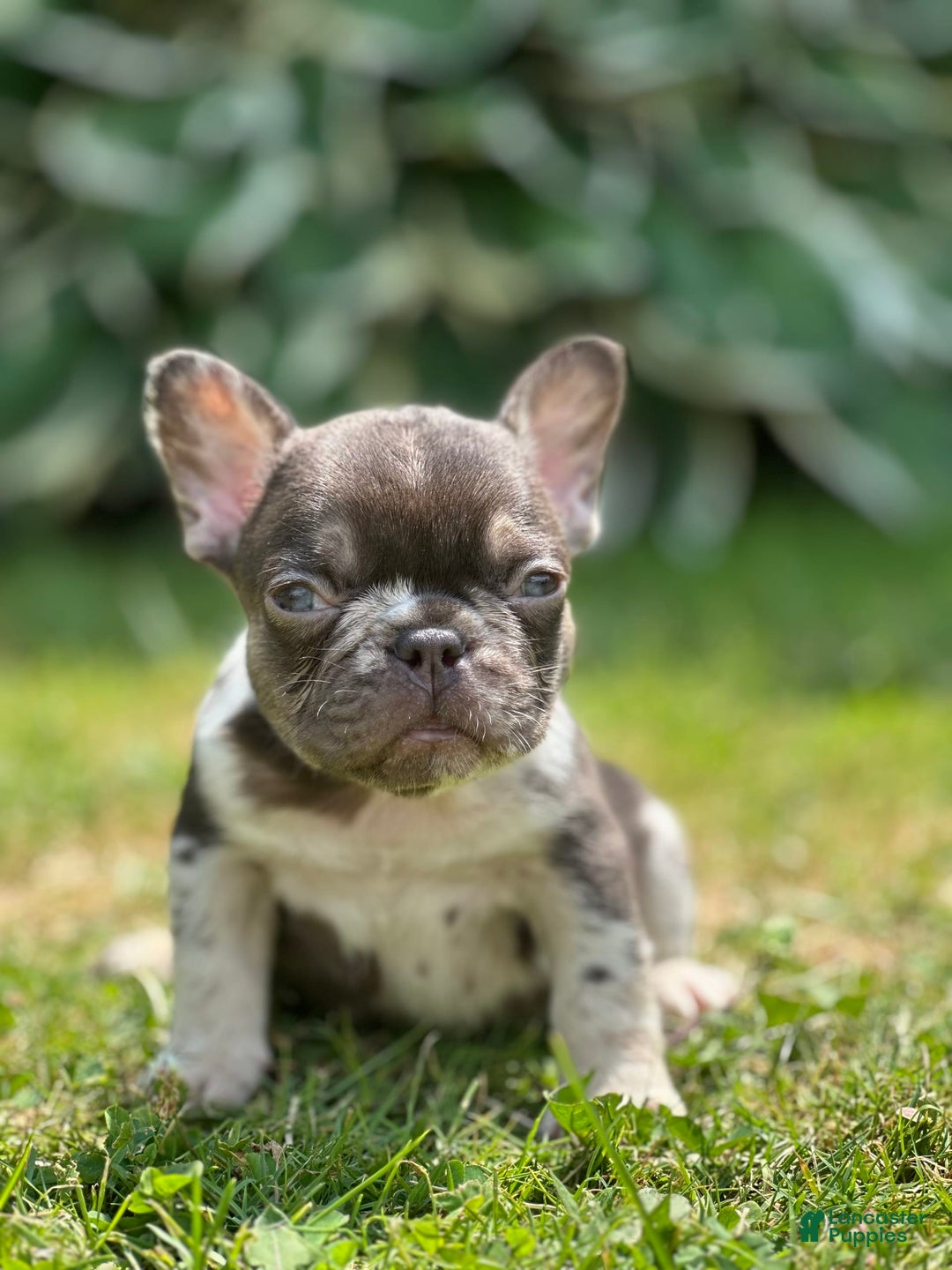 French Bulldog dogs for sale: Chocolate Merle - Image 2
