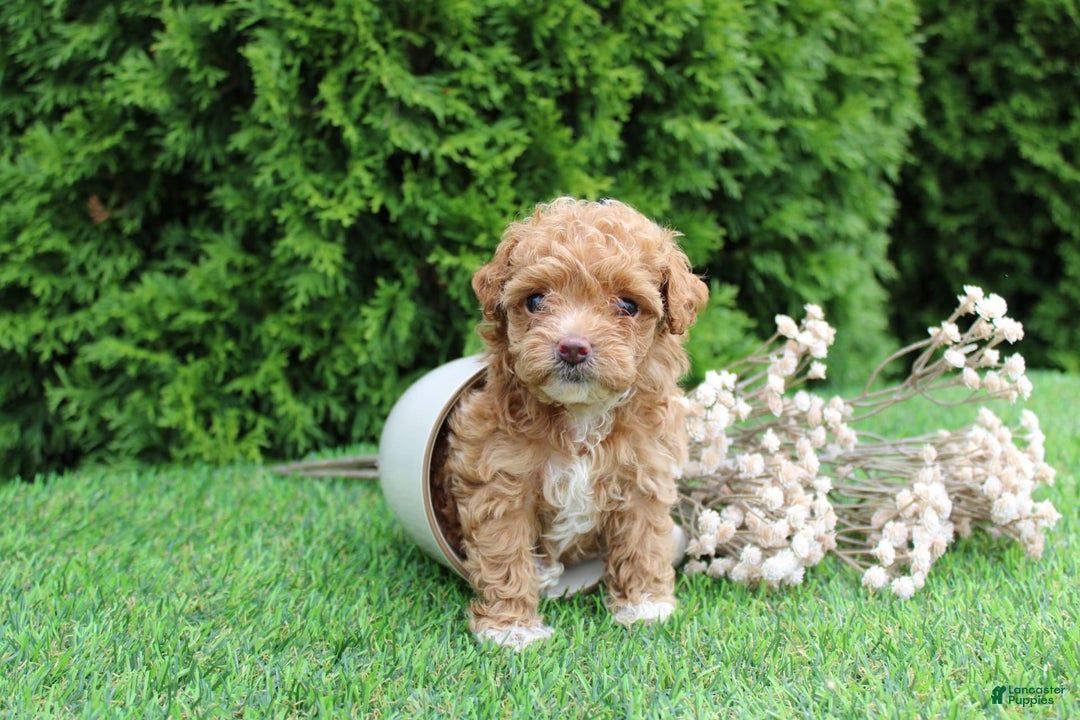 Toy Poodle dogs for sale: Ellie - Image 2