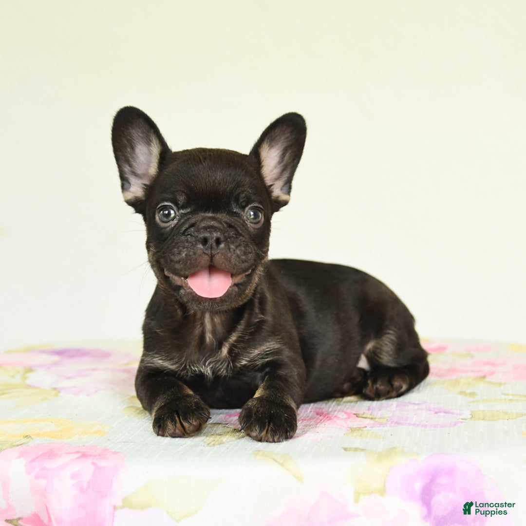 French Bulldog dogs for sale: Holly - Image 1