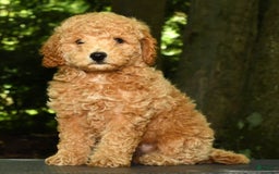 Mini Goldendoodle dogs for sale: Lulu - Image 6