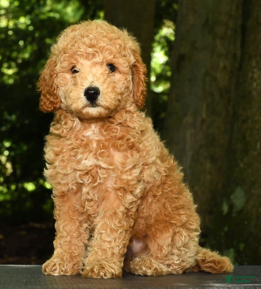 Mini Goldendoodle dogs for sale: Lulu - Image 6