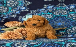 Mini Goldendoodle dogs for sale: Giovanna Hypoallergenic - Image 5