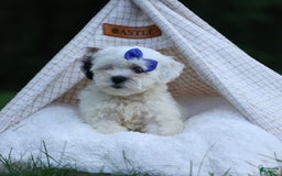 Shihpoo dogs for sale: Captain - Image 5