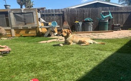 Labrador Retriever dogs for sale: Lady - Image 2
