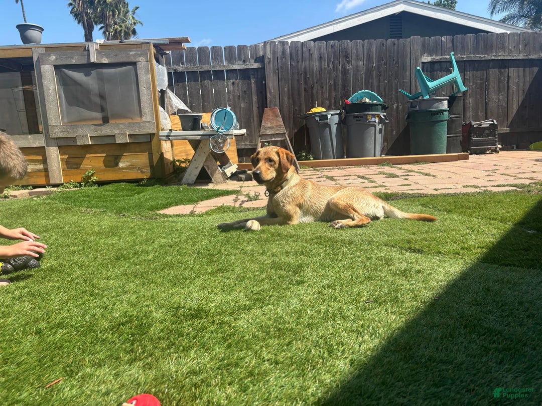 Labrador Retriever dogs for sale: Lady - Image 2