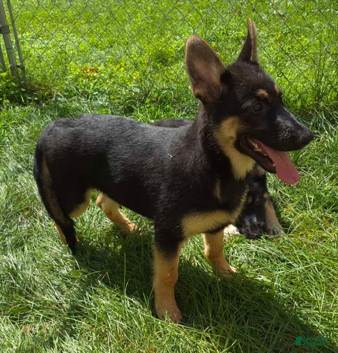 German Shepherd dogs for sale: Heidi - Image 13