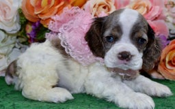 Cocker Spaniel dogs for sale: Brandychocolatetanpartimerlecockerpuppy - Image 5