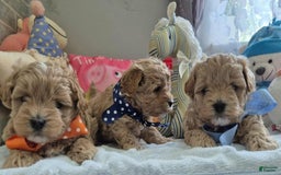 Maltipoo dogs for sale: Sasha - Image 4