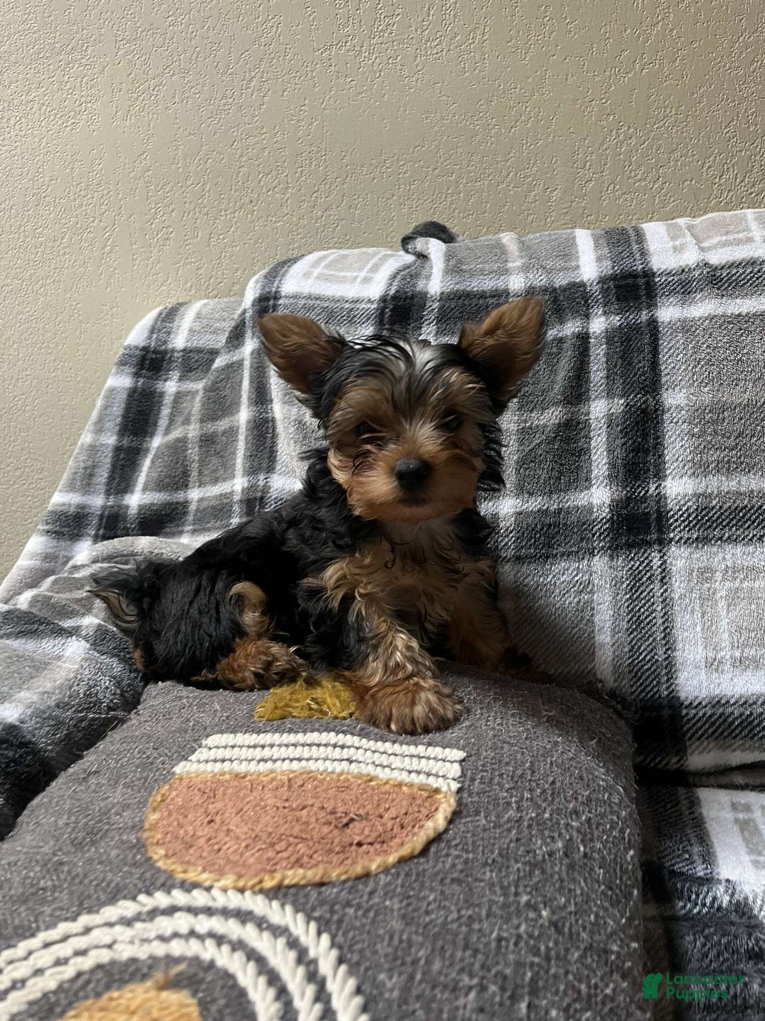 Yorkshire Terrier dogs for sale: Lilo - Image 4