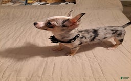 Chihuahua dogs for sale: Toy Lily - Image 7