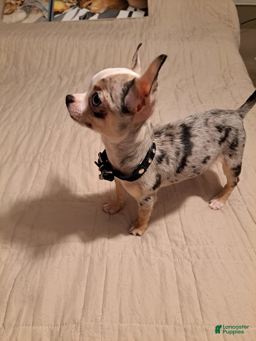 Chihuahua dogs for sale: Toy Lily - Image 7