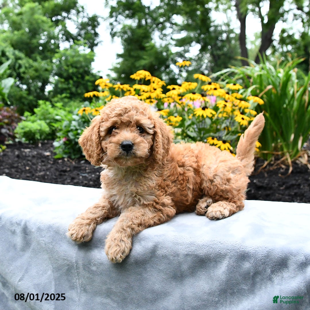 Cockapoo dogs for sale: Faith - Image 4