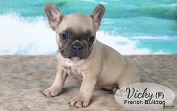 French Bulldog dogs for sale: Vicky - Image 1