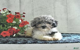 Shihpoo dogs for sale: Onyx - Image 3