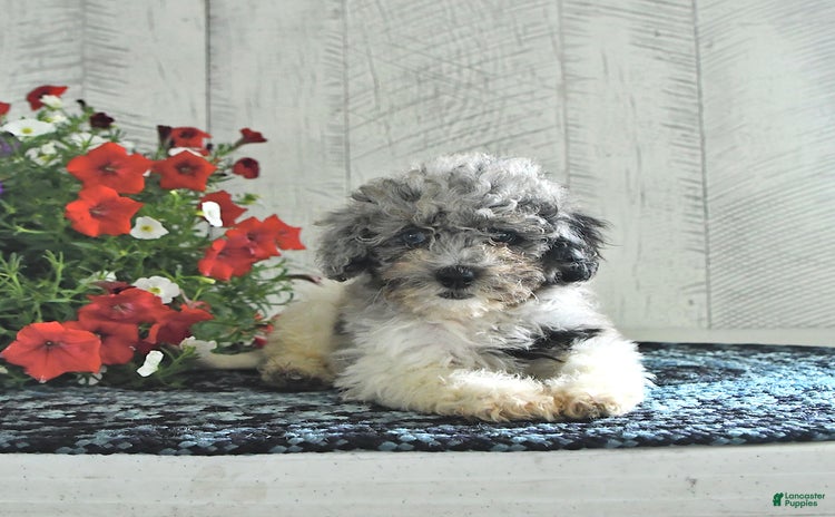 Shihpoo dogs for sale - Ad 3