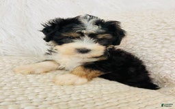 Mini Bernedoodle dogs for sale: Banana Split - Image 5