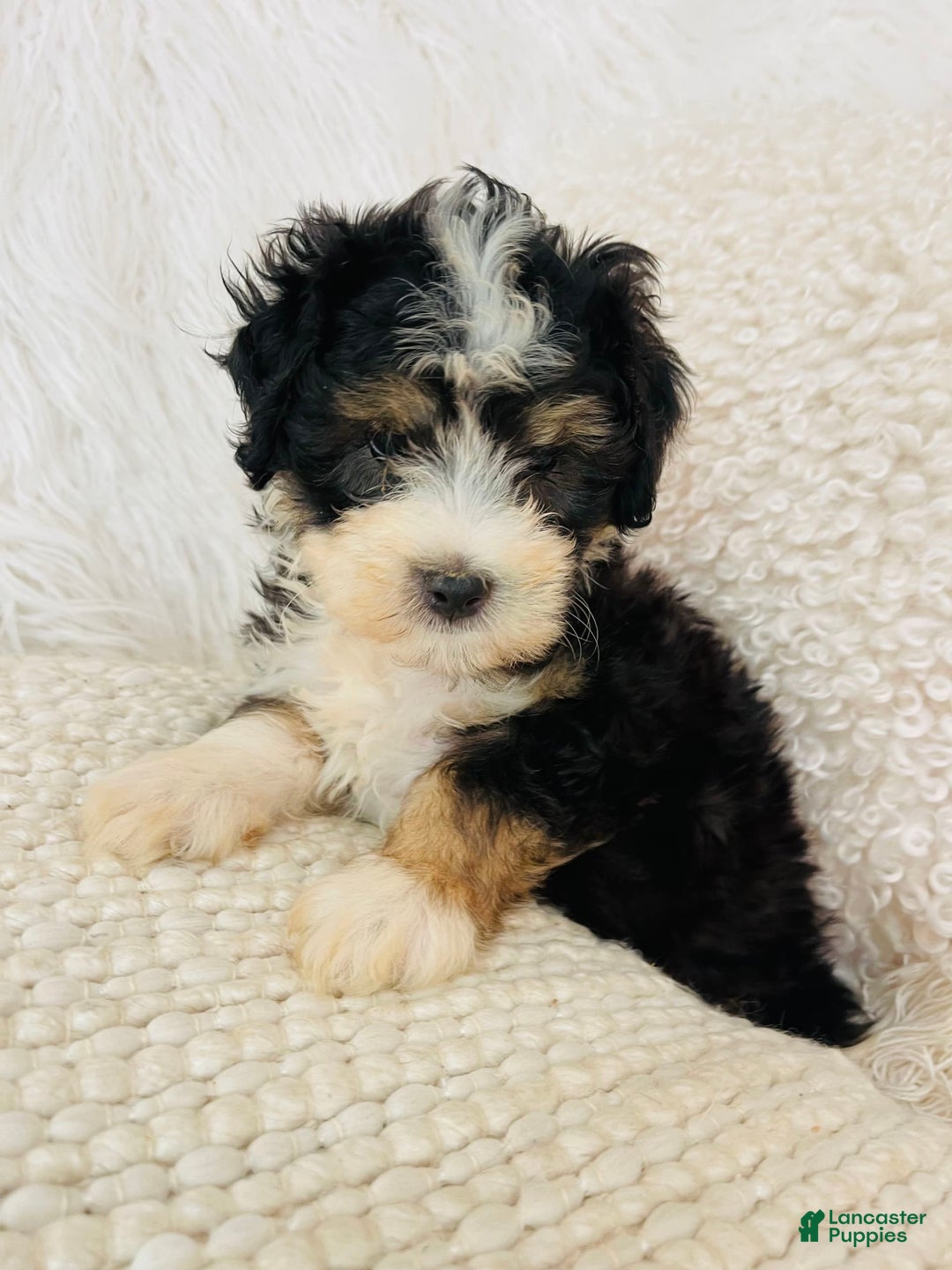 Mini Bernedoodle dogs for sale: Banana Split - Image 5