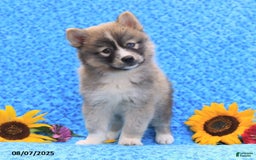 Pomsky dogs for sale: Nutmeg - Image 4