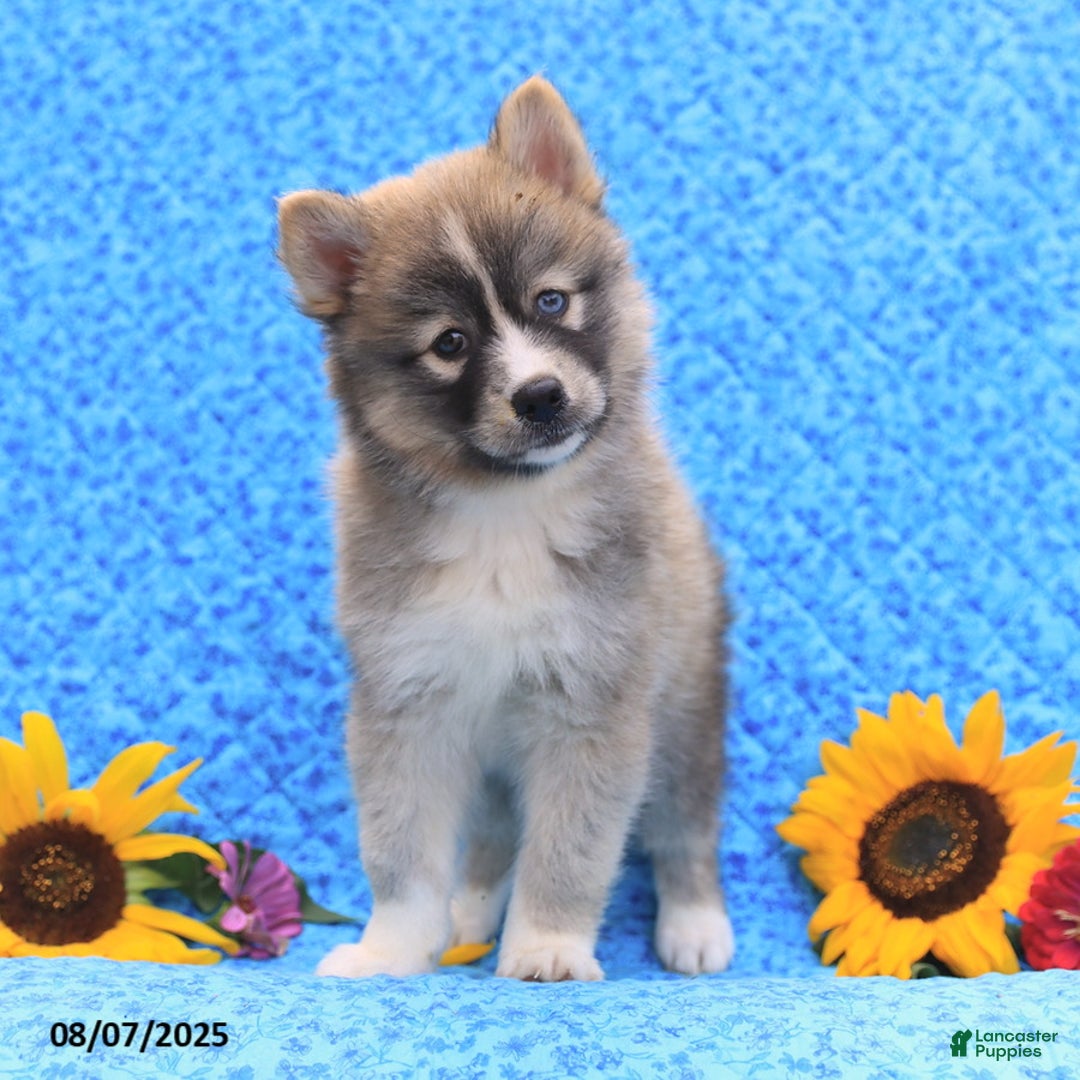 Pomsky dogs for sale: Nutmeg - Image 4
