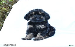 Cockapoo dogs for sale: Job - Image 1