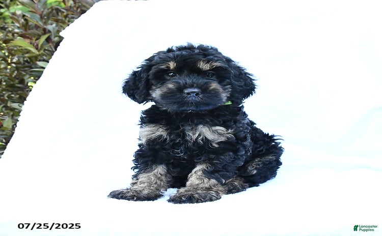 Cockapoo dogs for sale - Ad 5