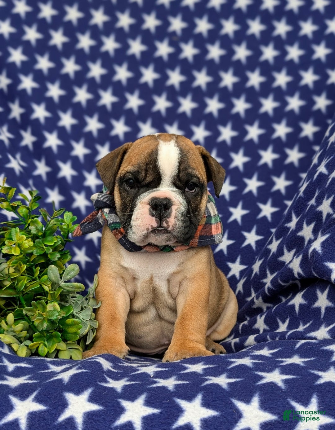 Olde English Bulldogge dogs for sale: Harley - Image 2
