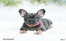 French Bulldog dogs for sale: French Bulldog 6 puppies - Image 1