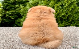 Pomeranian dogs for sale: Olive - Image 1