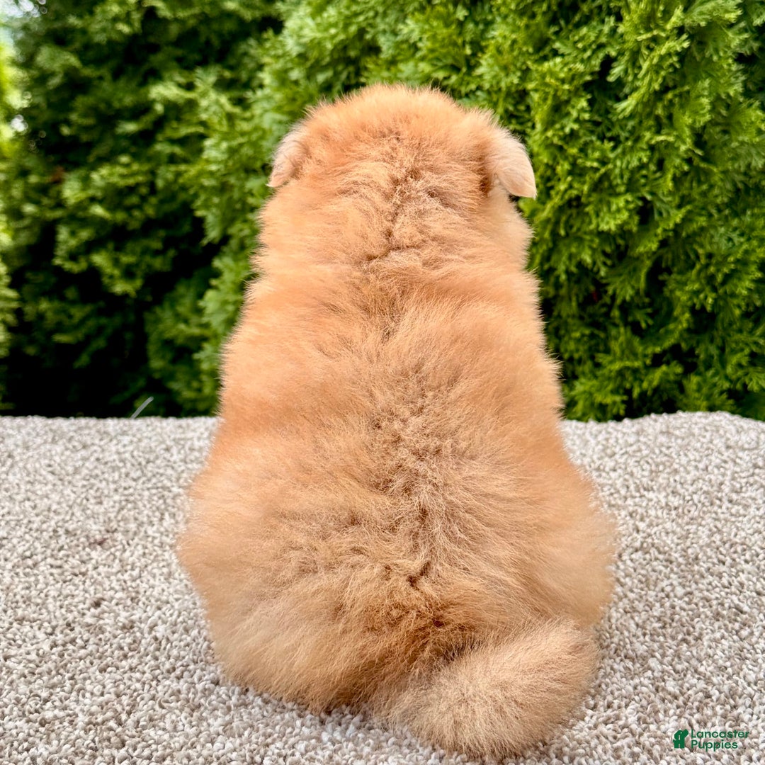 Pomeranian dogs for sale: Olive - Image 1