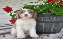 Cavapoo dogs for sale: Macho - Image 6
