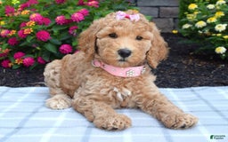 Standard Poodle dogs for sale: Dakota - Image 5