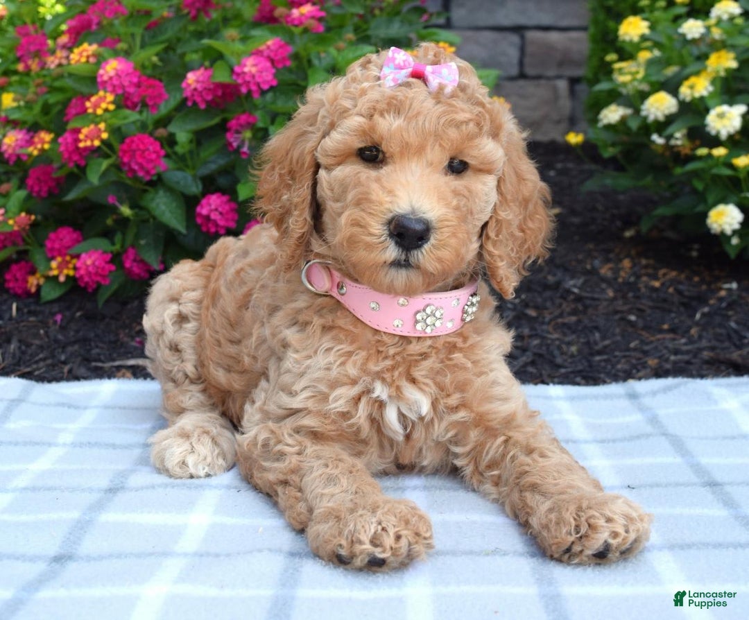 Standard Poodle dogs for sale: Dakota - Image 5