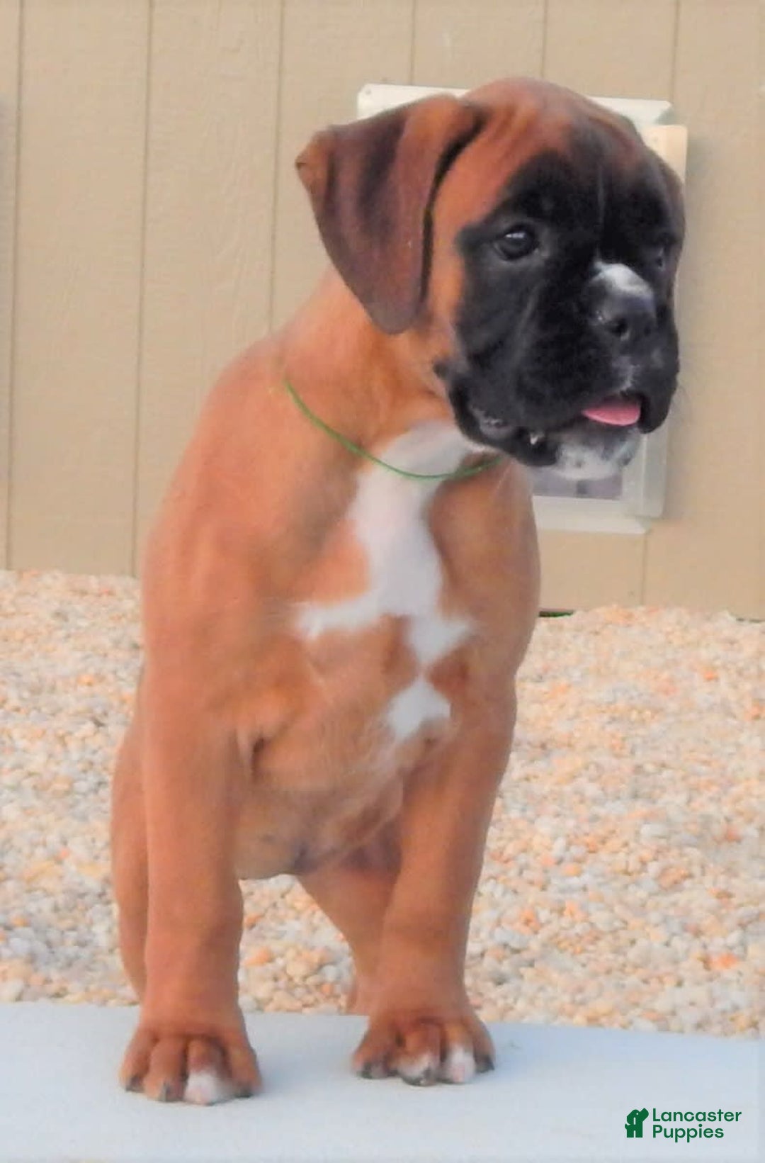 Boxer dogs for sale: Carin - Image 10