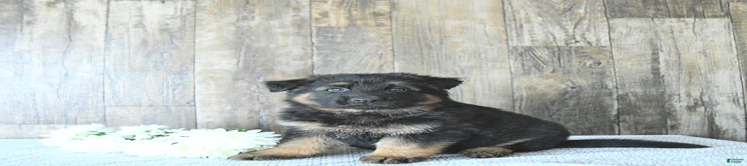 Rizzo