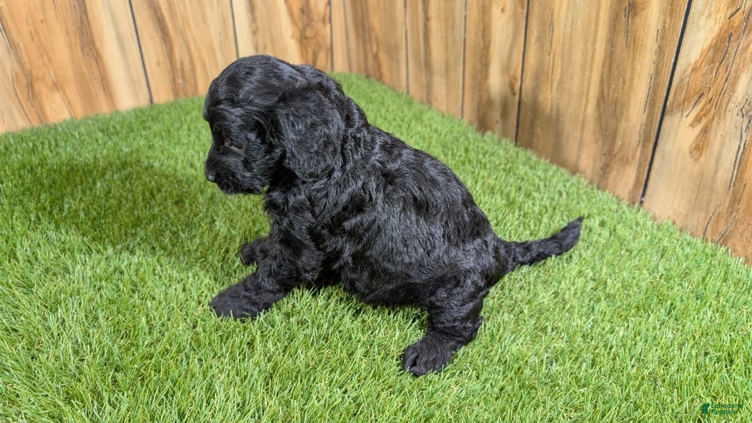 Cavapoo dogs for sale: Bertha Boy 1 - Image 1