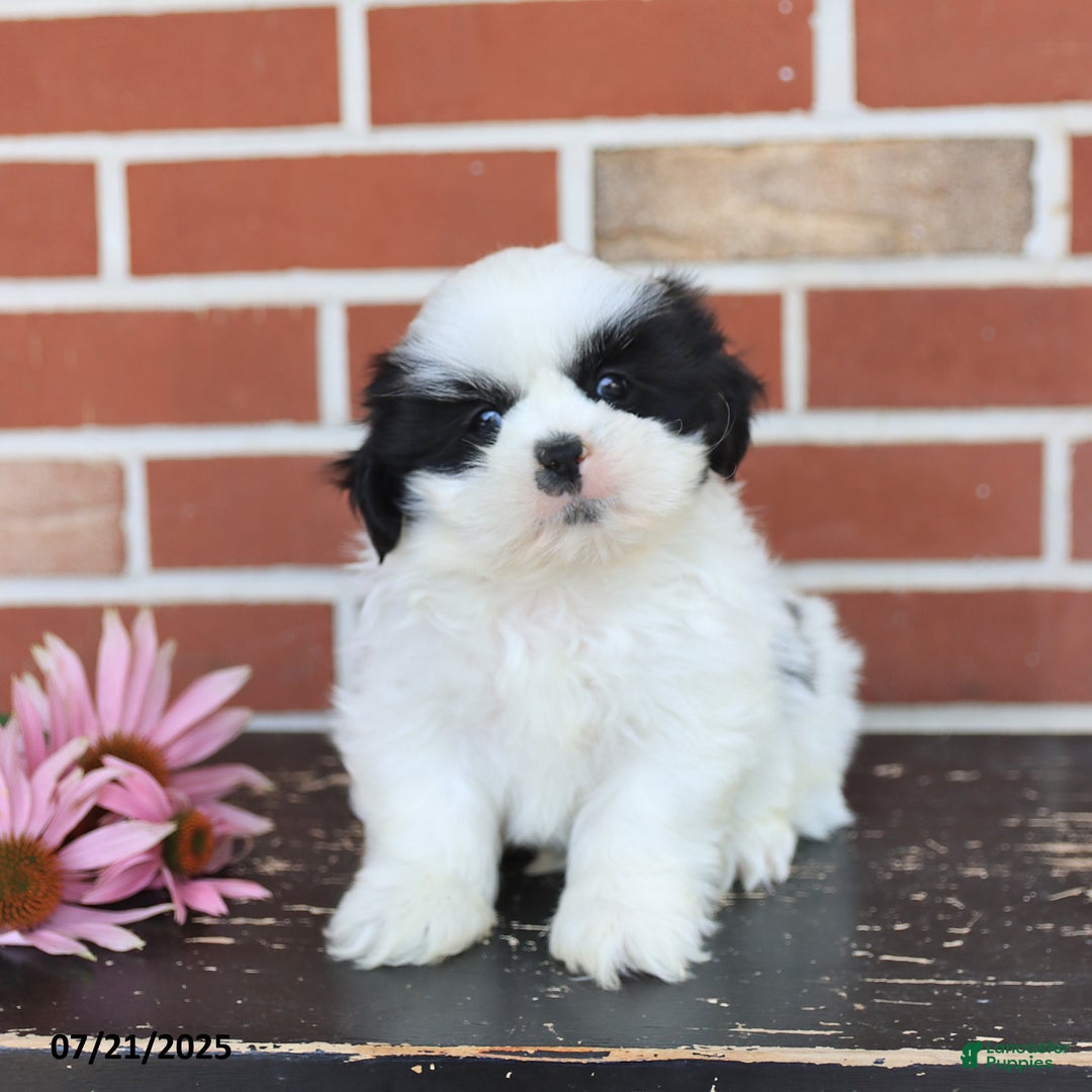 Shih Tzu dogs for sale: Drew - Image 4