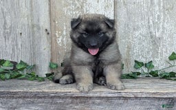 Belgian Tervuren dogs for sale: Smoke - Image 1