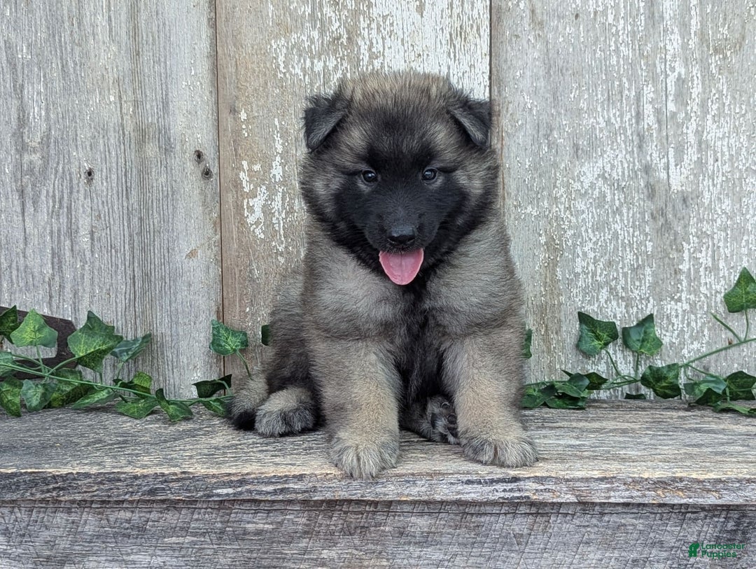 Belgian Tervuren dogs for sale: Smoke - Image 1