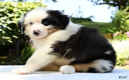 Australian Shepherd dogs for sale: Bingo - Image 1