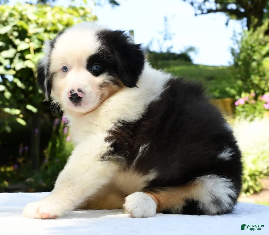 Australian Shepherd dogs for sale: Bingo - Image 1