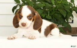 Beagle dogs for sale: Phil - Image 5