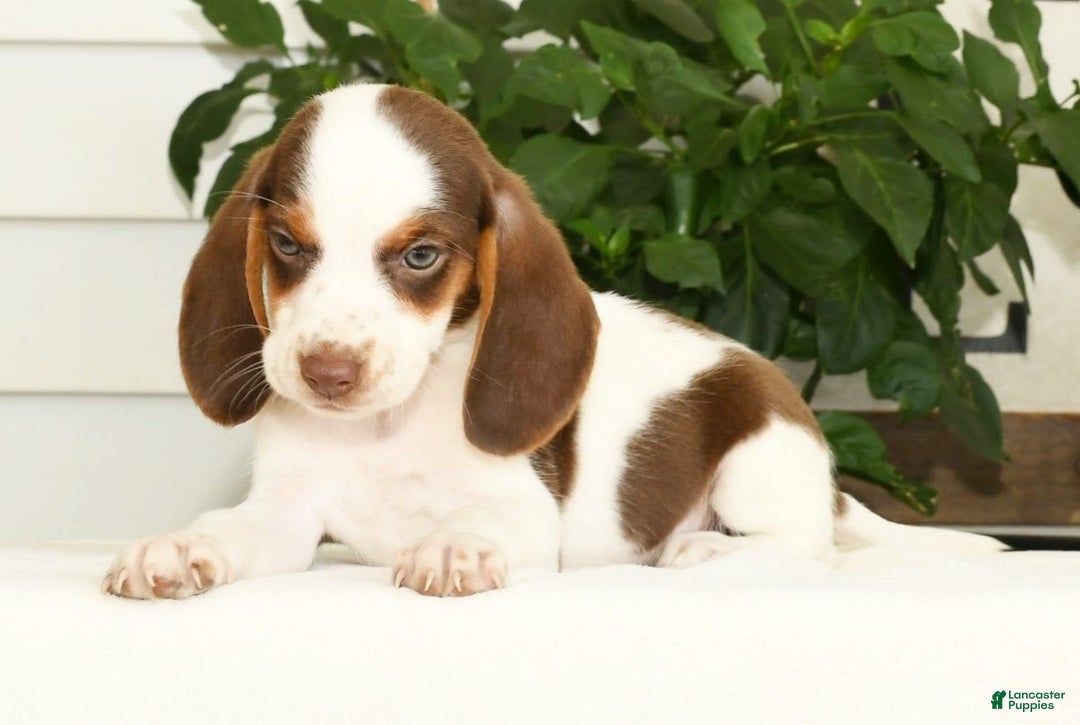 Beagle dogs for sale: Phil - Image 5
