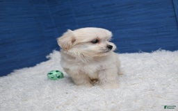 Shihpoo dogs for sale: Cedric - Image 12
