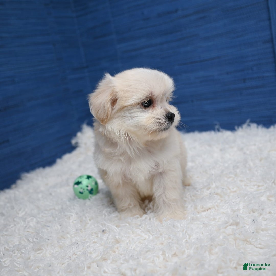 Shihpoo dogs for sale: Cedric - Image 12