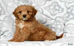 Mini Goldendoodle dogs for sale: Dallas - Image 7