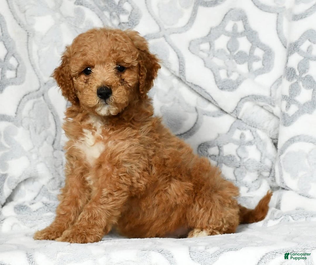 Mini Goldendoodle dogs for sale: Dallas - Image 7