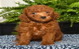 Miniature Poodle dogs for sale: Zeke - Image 1