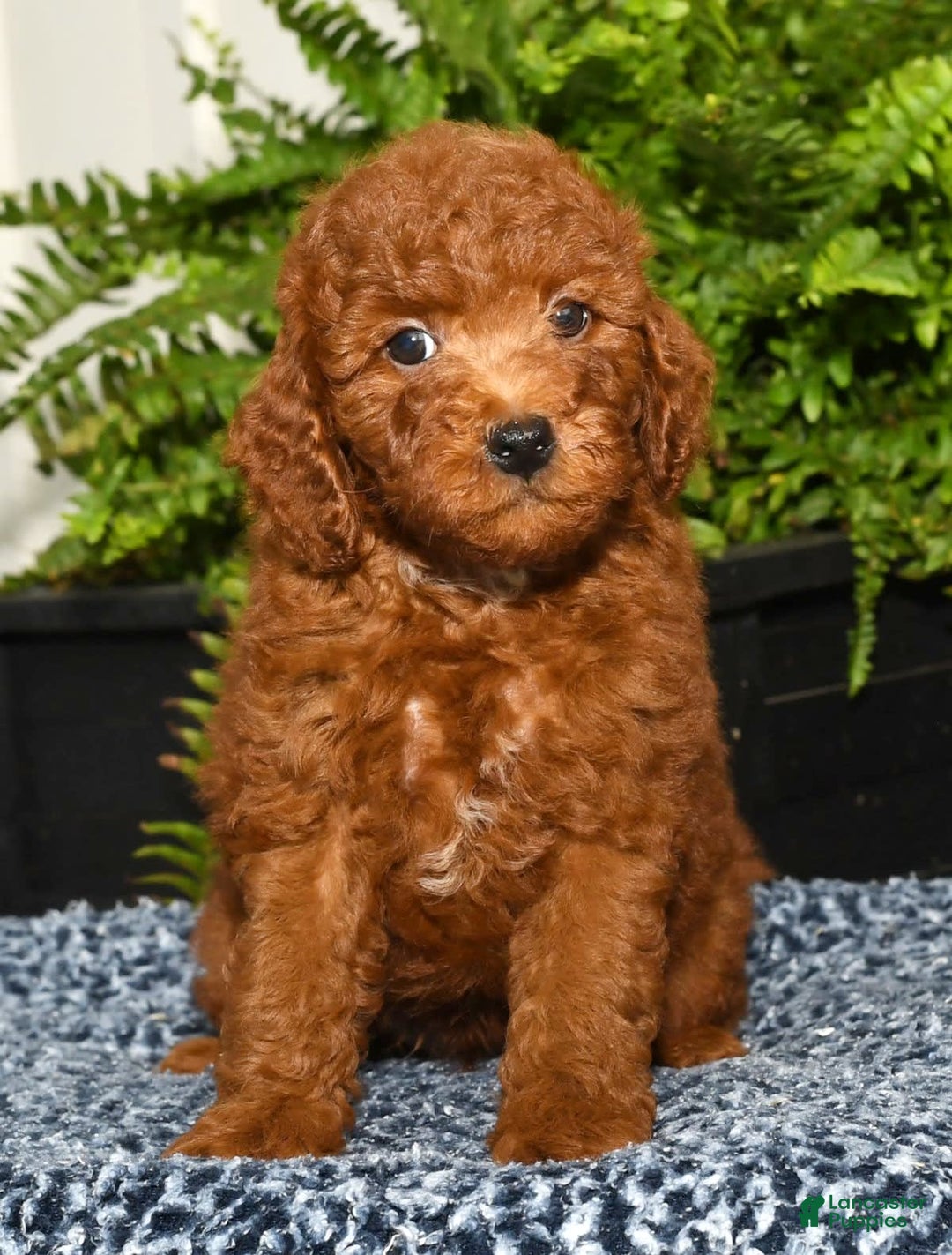 Miniature Poodle dogs for sale: Zeke - Image 1