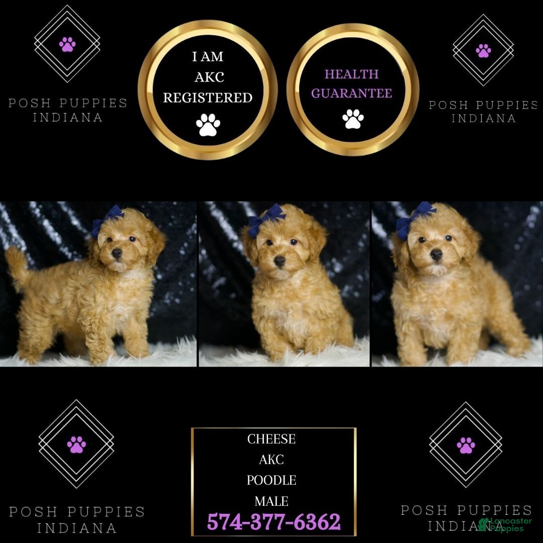 Toy Poodle dogs for sale: Cheese - Image 6